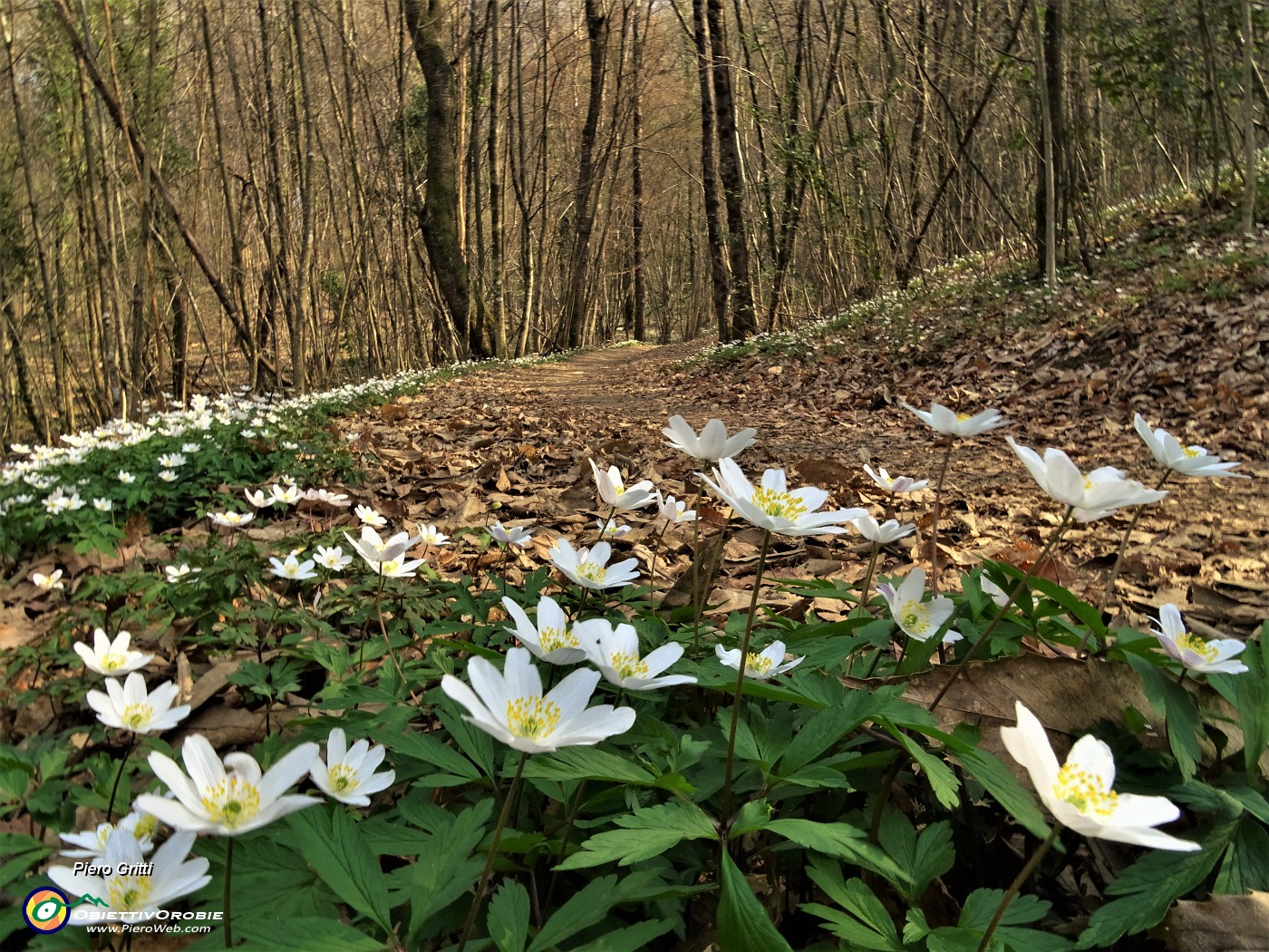 41 Distese di anemoni dei boschi (Anemonoides nemorosa).JPG